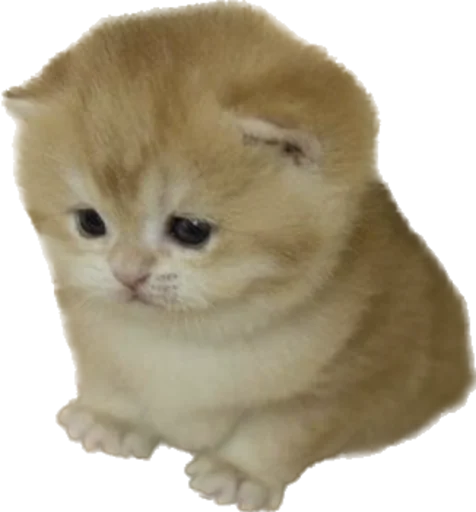🥺 Стикер «kotyata nevduplyata» для Telegram