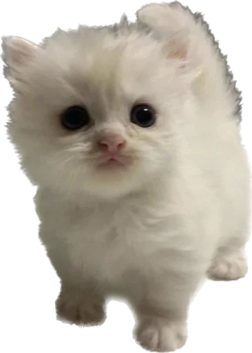 🥺 Стикер «kotyata nevduplyata» для Telegram