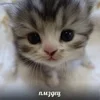 😱 Эмодзи «котя» для Telegram