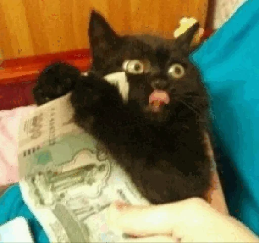 😸 Стикер «коты с бабками» для Telegram