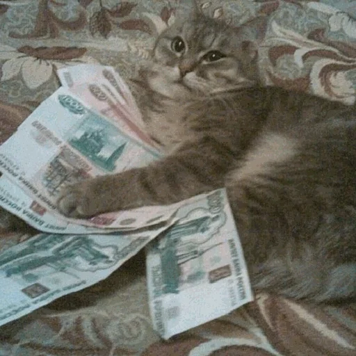 💷 Стикер «коты с бабками» для Telegram
