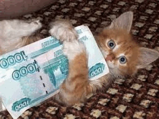 💳 Стикер «коты с бабками» для Telegram