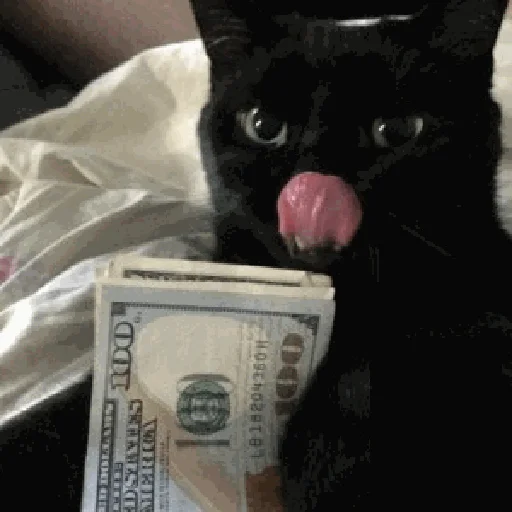 🙀 Стикер «коты с бабками» для Telegram