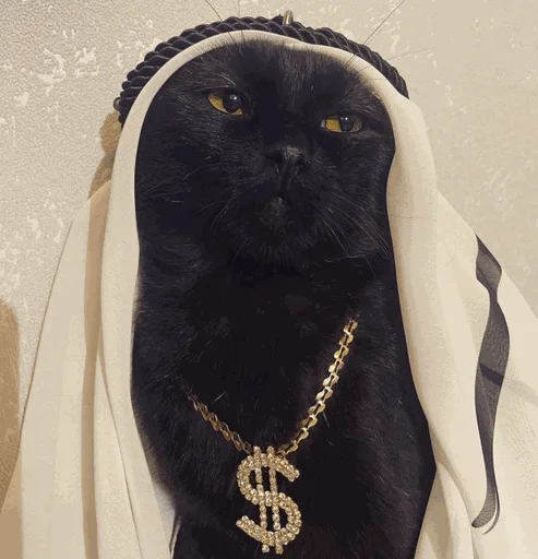 🤑 Стикер «коты с бабками» для Telegram