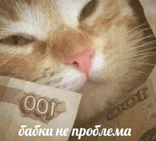 🤑 Стикер «коты с бабками» для Telegram