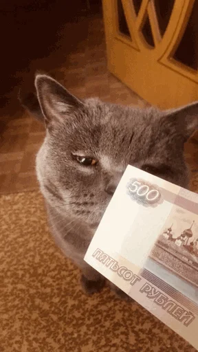 🧐 Стикер «коты с бабками» для Telegram