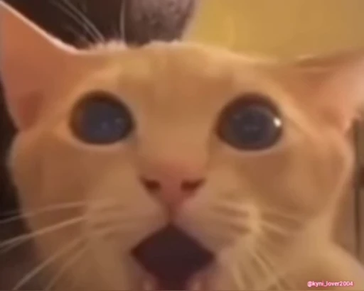 😱 Стикер «Коты Япи» для Telegram