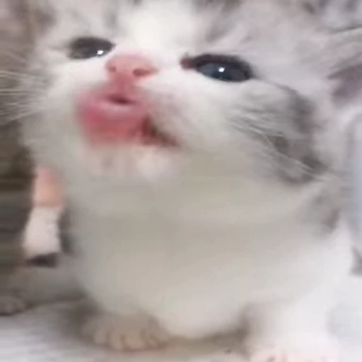 👅 Стикер «Коты Япи» для Telegram