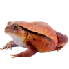 🐸 Эмодзи «квакушки» для Telegram