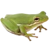 🐸 Эмодзи «квакушки» для Telegram