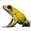 🐸 Эмодзи «квакушки» для Telegram