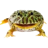 🐸 Эмодзи «квакушки» для Telegram