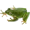 🐸 Эмодзи «квакушки» для Telegram