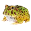 🐸 Эмодзи «квакушки» для Telegram