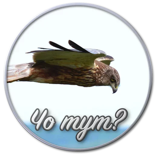 🤨 Стикер «Paints» для Telegram