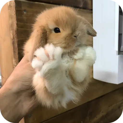 🥰 Стикер «Кролики 1» для Telegram