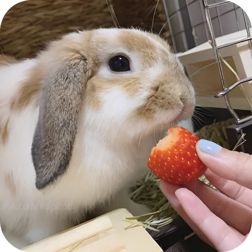 🥰 Стикер «Кролики 1» для Telegram