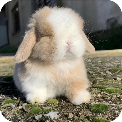 🥰 Стикер «Кролики 1» для Telegram