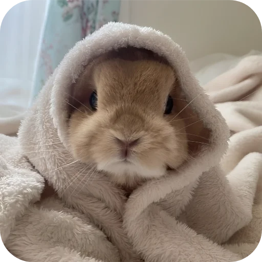 🥰 Стикер «Кролики 1» для Telegram