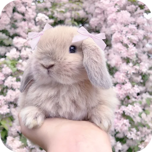 🥰 Стикер «Кролики 1» для Telegram