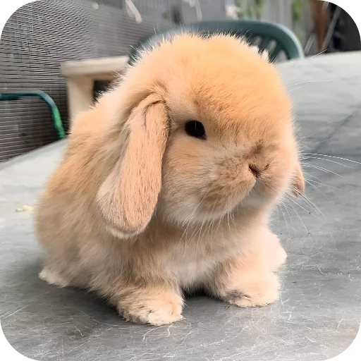 🥰 Стикер «Кролики 1» для Telegram
