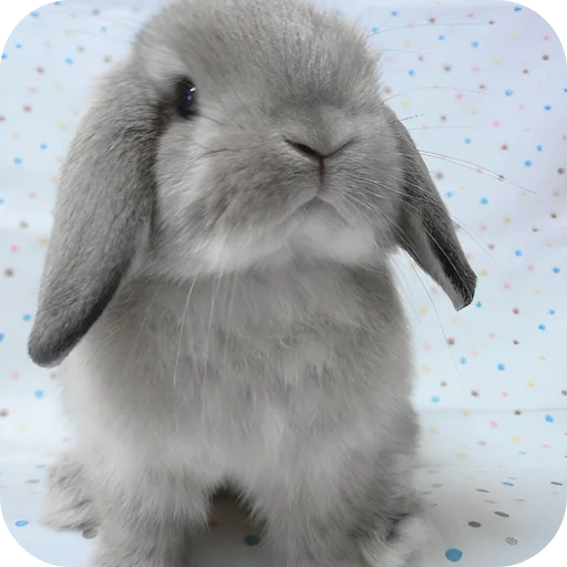 🥰 Стикер «Кролики 1» для Telegram