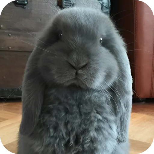 🥰 Стикер «Кролики 1» для Telegram
