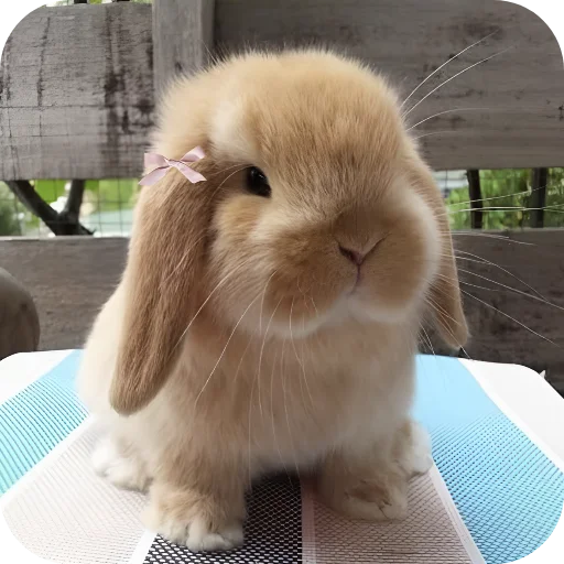 🥰 Стикер «Кролики 1» для Telegram
