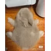 🤩 Эмодзи «Кроликсы» для Telegram