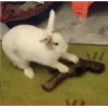 🤩 Эмодзи «Кроликсы» для Telegram