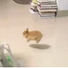 🤩 Эмодзи «Кроликсы» для Telegram