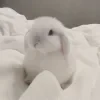 🤩 Эмодзи «Кроликсы» для Telegram