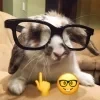 🤩 Эмодзи «Кроликсы» для Telegram