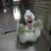 🤩 Эмодзи «Кроликсы» для Telegram