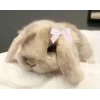 🤩 Эмодзи «Кроликсы» для Telegram