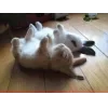 🤩 Эмодзи «Кроликсы» для Telegram