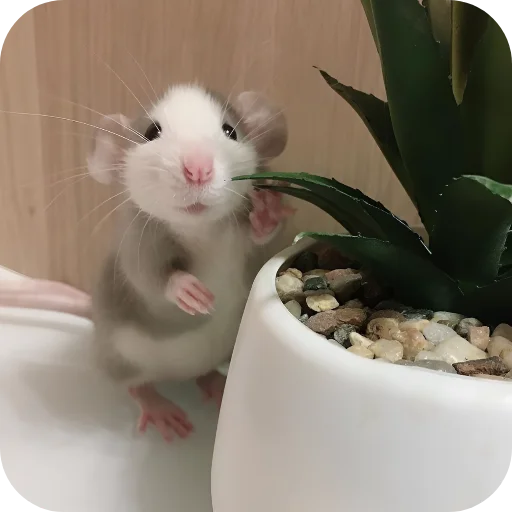 🥰 Стикер «Крыски 1» для Telegram
