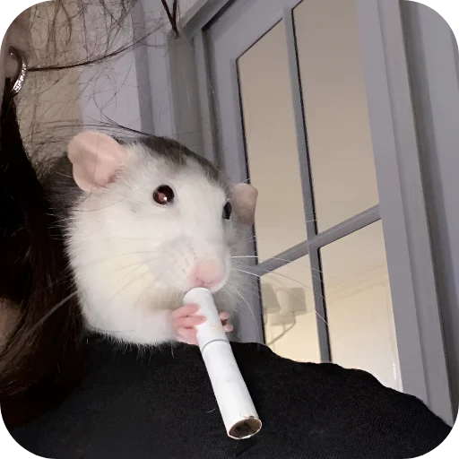 🚬 Стикер «Крыски 1» для Telegram