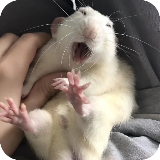 😜 Стикер «Крыски 1» для Telegram