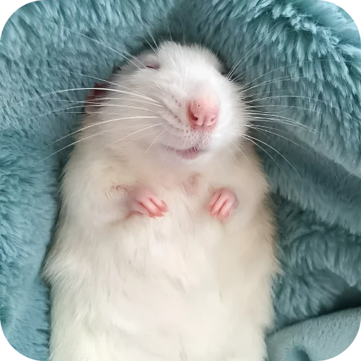 🥰 Стикер «Крыски 1» для Telegram