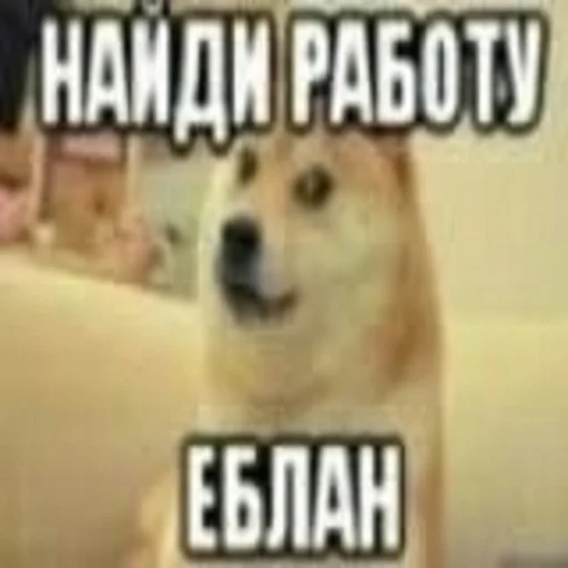 🐶 Стикер «чушь и ерунда» для Telegram