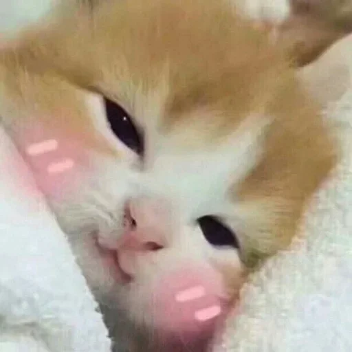 🥰 Стикер «kslmzh&;s» для Telegram