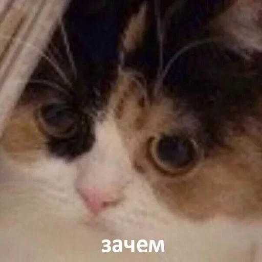 ⁉️ Стикер «kslmzh&;s» для Telegram