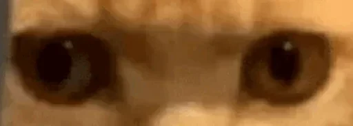 👀 Стикер «kslmzh&;s» для Telegram