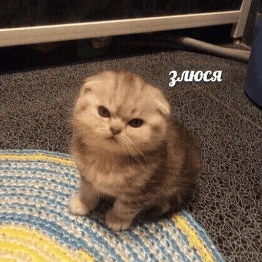 😠 Стикер «kslmzh&;s» для Telegram