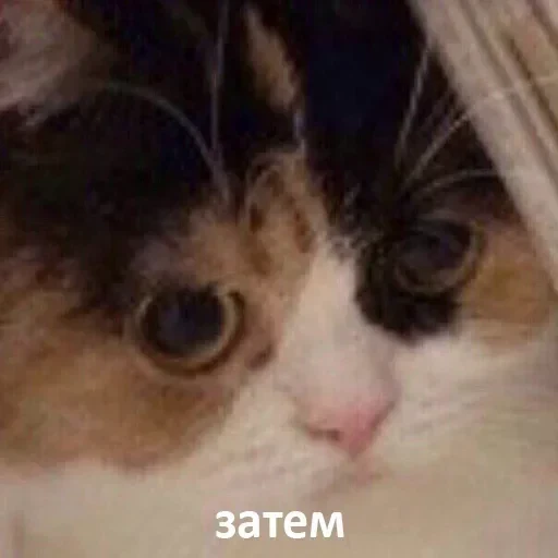 ⁉️ Стикер «kslmzh&;s» для Telegram