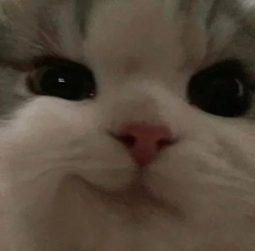 🐶 Стикер «ano» для Telegram