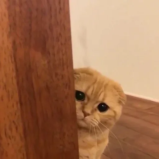 🐶 Стикер «ano» для Telegram