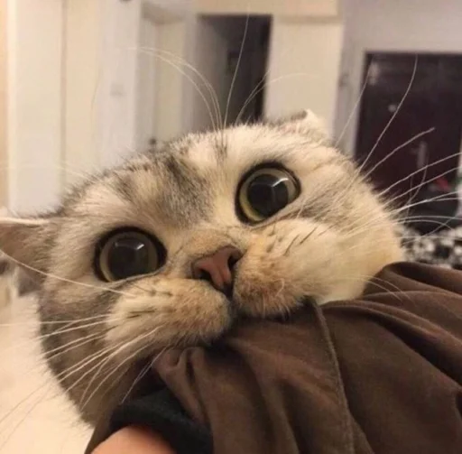 🐈 Стикер «kucing» для Telegram