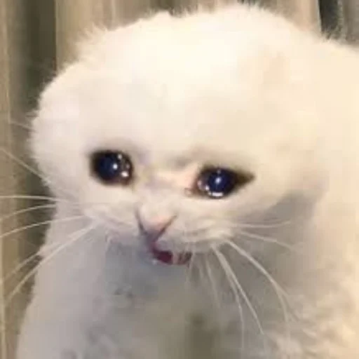 🐈 Стикер «kucing» для Telegram